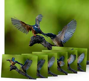 Nikon D610 photos of birds in flight showing AF performance.