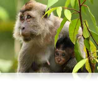 Nikon D500 DSLR photo of a monkey and her baby showcasing clarity and versatility